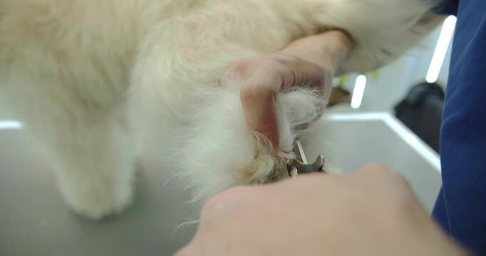 A pet groomer trimming the nails of a Labradoodle dog