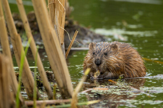 Muskrat eating in marsh taken in southern MN in the wild