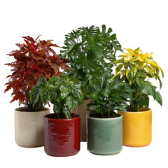 Collection of colorful potted plants isolated on transparent background