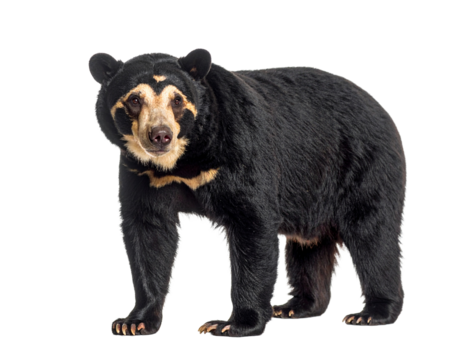 A spectacled bear, angled view, a unique South American bear species, isolated on a white background.