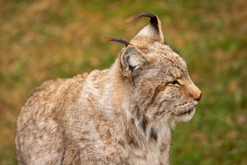 Lynx staring into the vastness