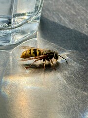 Wasp Drinking Water in Sunlight Reflection
