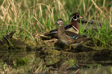 Wood Duck male and female at pond side, taken in southern MN in the wild.
