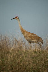 Sandhill Crane adult talekn in southern WI in the wild
