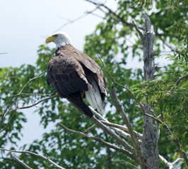 Majestic Bald Eagle on top of tree
