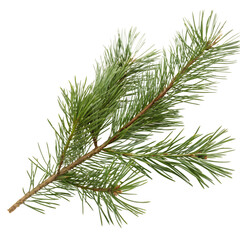 A closeup of a green pine branch with needles and a textured brown stem isolated on transparent background