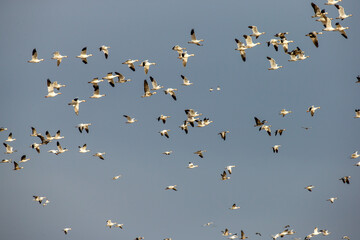 Snow Goose in flight V formation taken in southern Nebraska