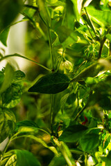 green leaves in the rain
