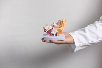 Anatomical Ear Model in Hand