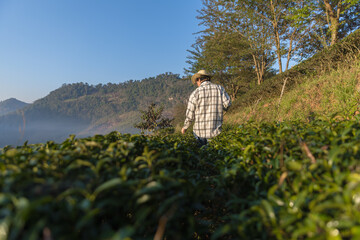 Farmer inspects tea fields. Smart farming and digital farming in Green tea industry. Agricultural researchers monitor the quality of tea leaves in plantation. Farmer Tea Plantation checking quality