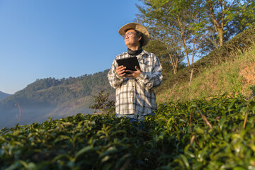Farmer inspects tea fields. Smart farming and digital farming in Green tea industry. Agricultural researchers monitor the quality of tea leaves in plantation. Farmer Tea Plantation checking quality