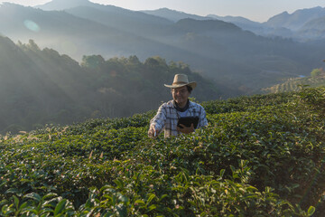 Farmer inspects tea fields. Smart farming and digital farming in Green tea industry. Agricultural researchers monitor the quality of tea leaves in plantation. Farmer Tea Plantation checking quality