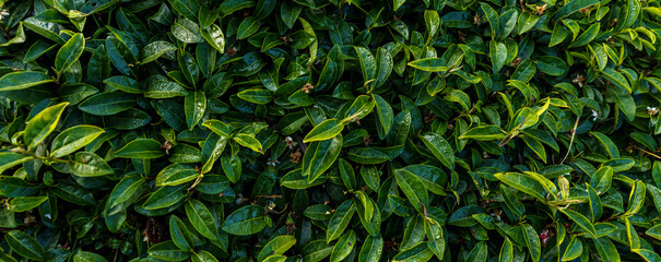 Green tea leaves in a tea plantation. Green tea plantation harvest time. green tea trees in spring