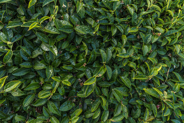 Green tea leaves in a tea plantation. Green tea plantation harvest time. green tea trees in spring