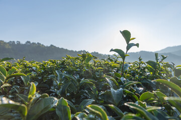 Green tea leaves in a tea plantation. Green tea plantation harvest time. green tea trees in spring