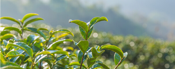 Green tea leaves in a tea plantation. Green tea plantation harvest time. green tea trees in spring