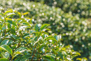 Green tea leaves in a tea plantation. Green tea plantation harvest time. green tea trees in spring