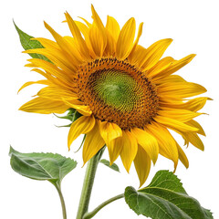 Fototapeta premium A single large yellow sunflower with a dark center and green leaves is shown against a transparent background