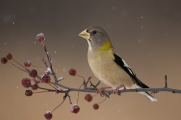 Evening Grosbeak female taken in northern MN