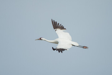 Whooping Crane in flight taken in coastal Texas