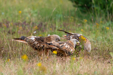 Milan royal,Milvus milvus , Red Kite