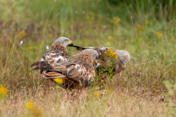 Milan royal,Milvus milvus , Red Kite
