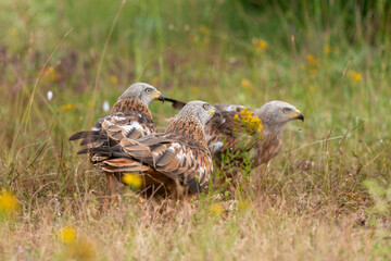Milan royal,Milvus milvus , Red Kite