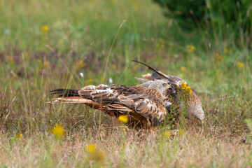 Milan royal,Milvus milvus , Red Kite