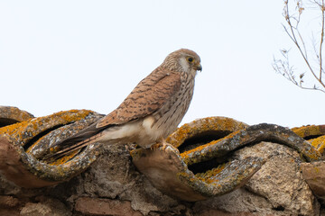 Faucon crécerellette,Falco naumanni, Lesser Kestrel