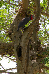 Bucorve du Sud, Grand calao terrestre, Nid, Bucorvus leadbeateri, Southern Ground Hornbill