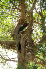 Bucorve du Sud, Grand calao terrestre, Nid, Bucorvus leadbeateri, Southern Ground Hornbill