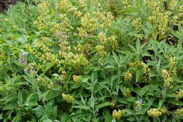 Obraz premium Sauge officinale, Salvia officinalis,