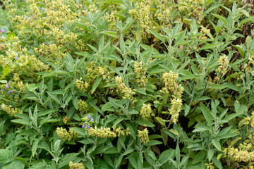 Sauge officinale, Salvia officinalis,