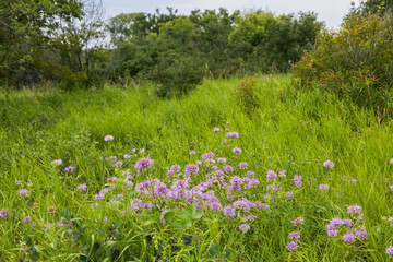 Bee balm wildflowers in a grass meadow