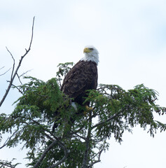 Majestic Bald Eagle on top of tree