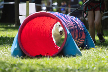 Dog agility competition.
