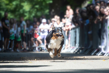 Dog agility competition.