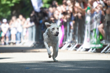 Dog agility competition.