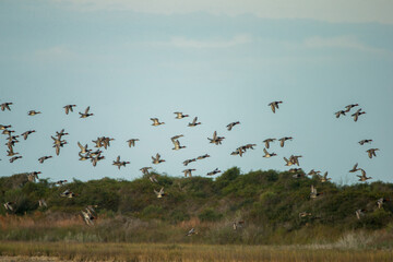 Sandhill Crane flock

