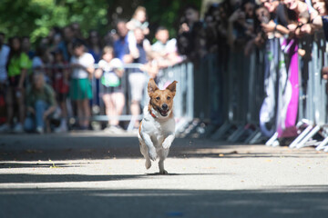 Dog agility competition.