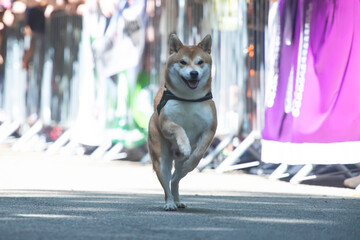Dog agility competition.