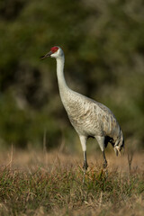 Sandhill Crane adult taken in Rockport TX in the wild
