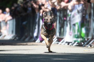 Dog agility competition.