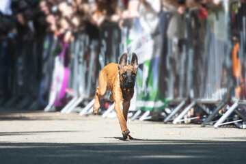 Dog agility competition.