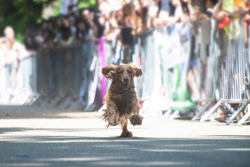 Dog agility competition.
