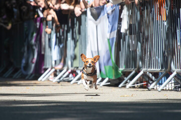Dog agility competition.