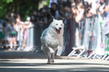 Dog agility competition.