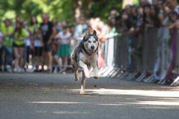 Dog agility competition.