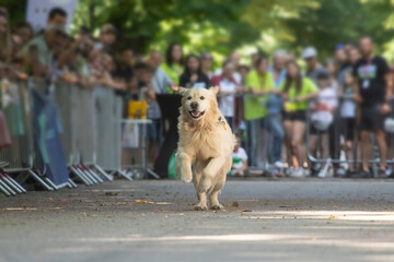 Dog agility competition.
