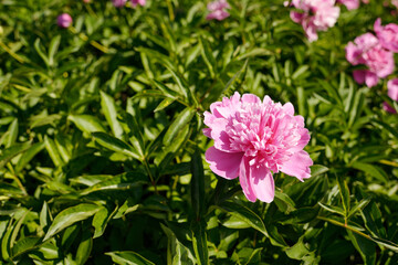 Pink peony flower blooming among green leaves in outdoor garden setting, showing detailed petals and vibrant foliage, capturing natural growth and botanical beauty in sunlight